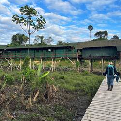 Ara-Beobachtungsplattform