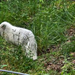 Polarfuchs