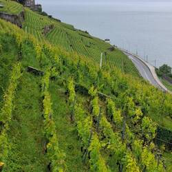 Wijngaarden tot aan de oever