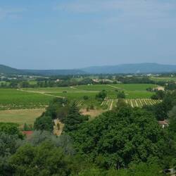 Wo keine Kirschen, da Weinberge...für den guten Côte de Provençe