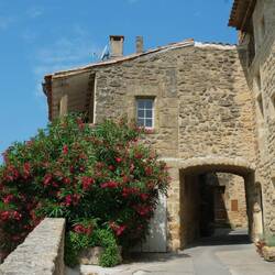 Der Oleander blüht ūberall in voller Pracht