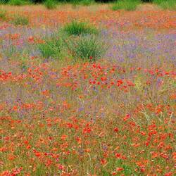 Leider noch keine Lavendelblüte, aber ganz viel Mohn