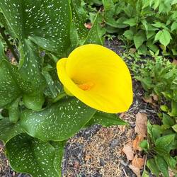 Beautiful Calla Lilly in The Stilwells' front yard!
