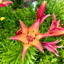 Beautiful Orange Lily in The Stilwells' front yard