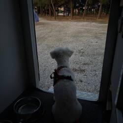 Lehmann beobachtet schon mal die Straßenhunde, bisher noch ganz ruhig