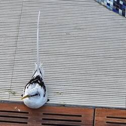 White-tailed tropicbird on the pool deck. Clearly in distress, not sure what happened to it.