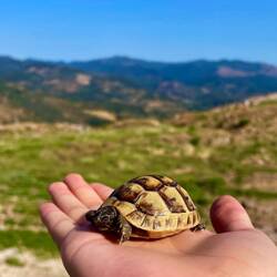 Landschildkröten in klein
