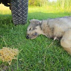 Bruno wollte nichts von den Bio Nudeln wissen