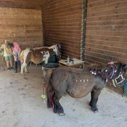 Pony Contest 🎀💄