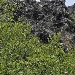 Do you see the chicken at the top?