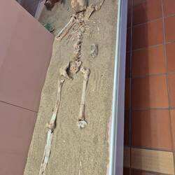 Knochen im Archäologischen Museum