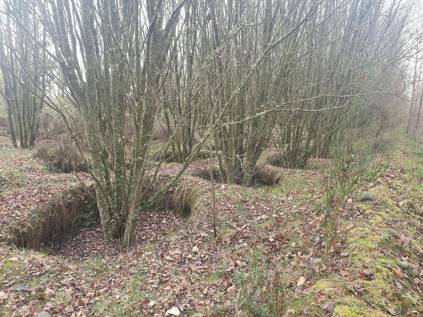 Willows NZMCA track