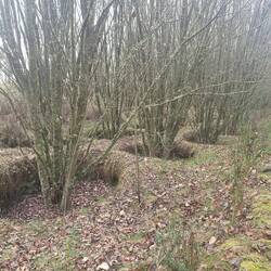 Willows NZMCA track