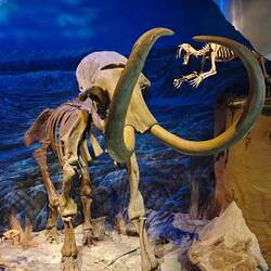 Im Royal Tyrell Museum