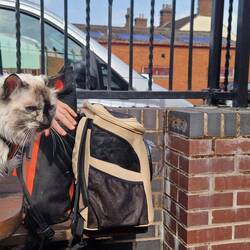 Chico the cat stole the show at the Holy Inadequate