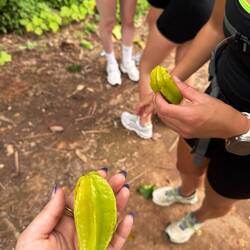 Starfruit