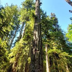 Cathedral Grove🌳