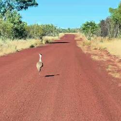 A bustard being snooty!