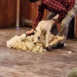Sheep shearing demonstration high country farm. Queenstown