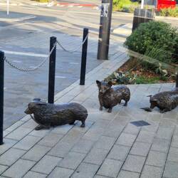 Corgi sculpture to mark Queens jubilee in Christchurch