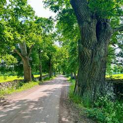 Historische Eichenallee... und die letzten Radkilometer der Tour.