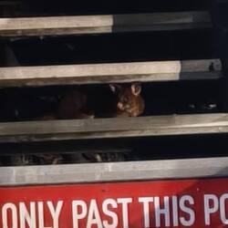 Opposum