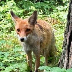 unterwegs begegnen wir noch Reinecke