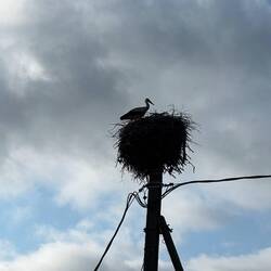 Una delle innumerevoli cicogne