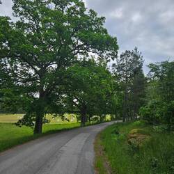 Wiederum säumen Eichen die Straße