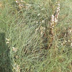 Snails climb high to get away from the heat. "Snail Summer Sleep"