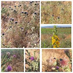 Yellow and purple thistle common to this area
