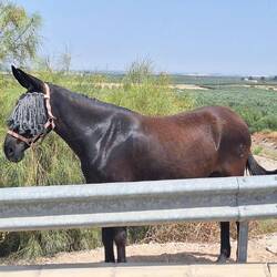 Even the horse needed protection from the heat and flies