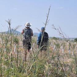 Surveying the olive groves
