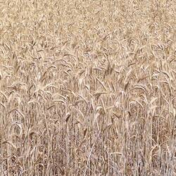Wheat fields