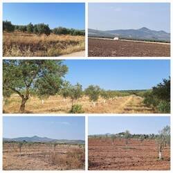 Olive groves of varying growth