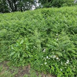 The other side of the island where Will waded through ferns to get to Whiskers