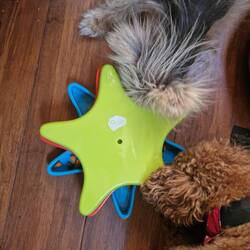 They worked the puzzle feeder out pretty quickly