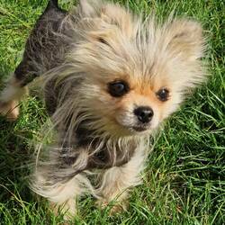 Happy 3rd Adoptiversary little lad 🥰