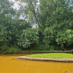 The big willow Whiskers had set up base in and the path Will forged through brambles and nettles