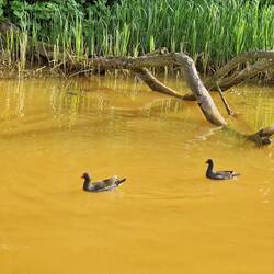 We threw frozen peas out the side hatch for these two, whose 3 babies had just hatched.