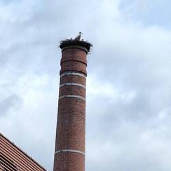 Ein Storch brütet hoch oben