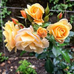 Sooo schöne Rosen 🌹🌹 überall