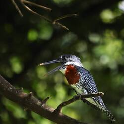 Giant Kingfisher