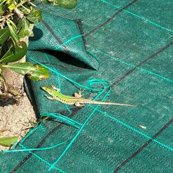 Da ist sie wieder die wunderschöne Eidechse 🦎