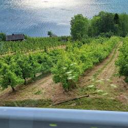 Obstbaumplantagen neben der Straße