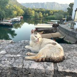 Chilligste Katze ever