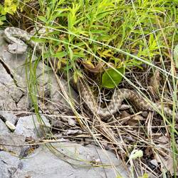 Nicht super begeistert vom fotografiert werden