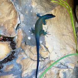 Dalmatinische Spitzkopfeidechsen