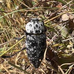 Prächtiger Prachtkäfer