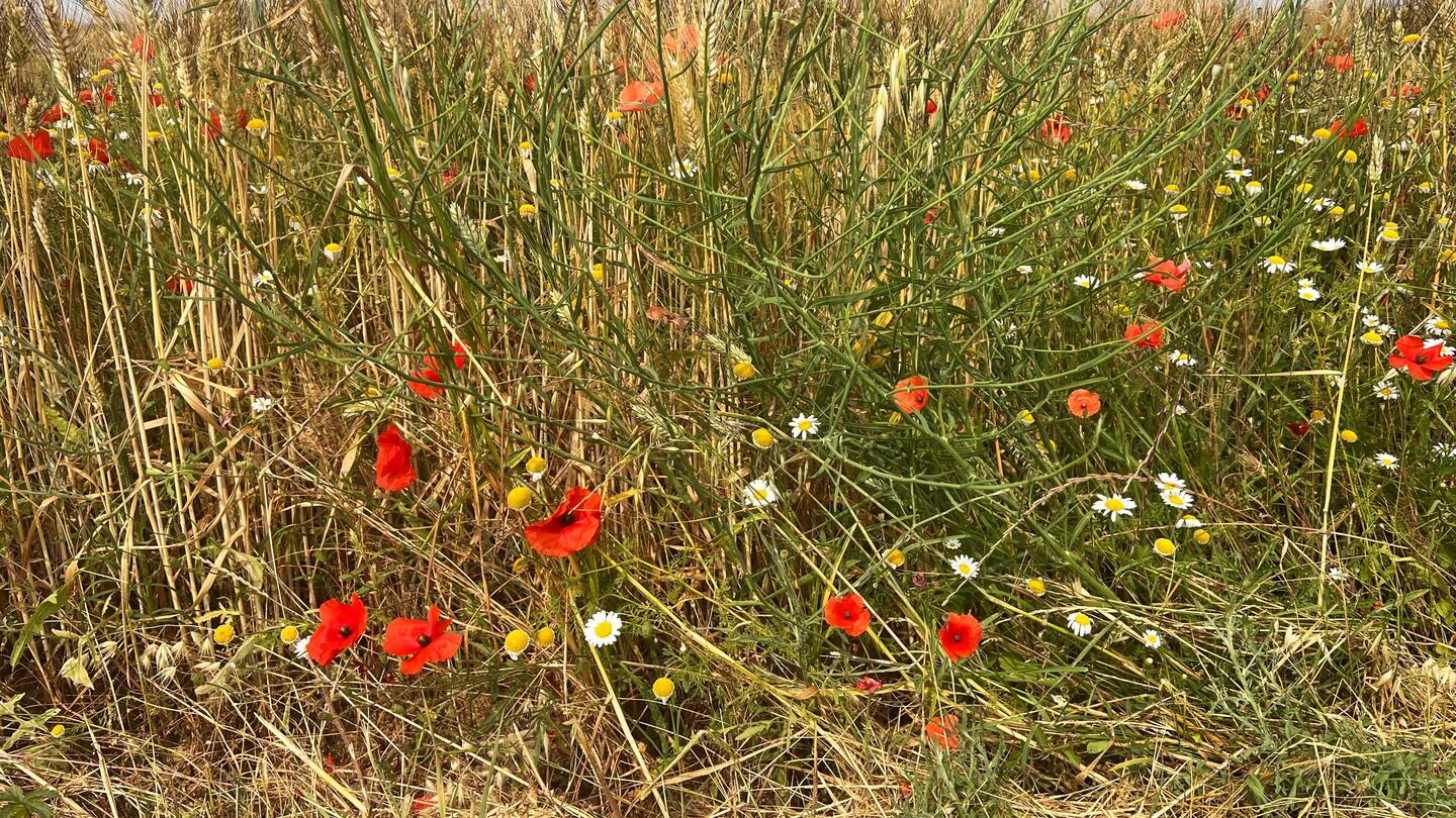 So eine schöne Blumenwiese hätten wir auch gerne zu Hause